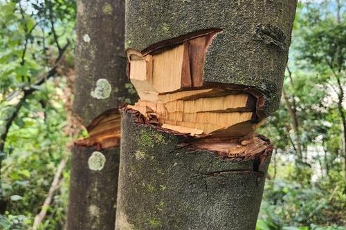 Công an vào cuộc xác minh vụ hủy hoại cây rừng ở Thanh Hóa