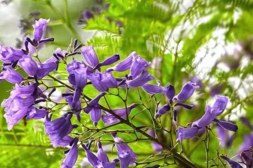 Phượng tím nở mát lòng người Hà Nội