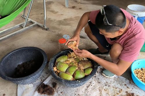 Nuôi đuông dừa tại bãi giữa sông Hồng