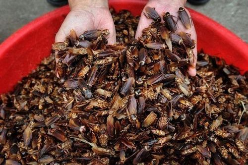 Gián biến thành đặc sản khiến thực khách nhìn 'khiếp vía'