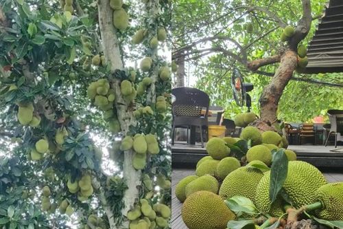 Cận cảnh cây mít 'vỡ kế hoạch', quả chi chít từ gốc đến ngọn