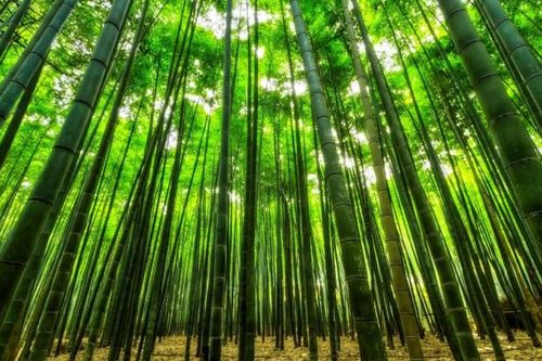 Liệu tre có phải giải pháp cho vấn nạn nhựa hóa thạch?