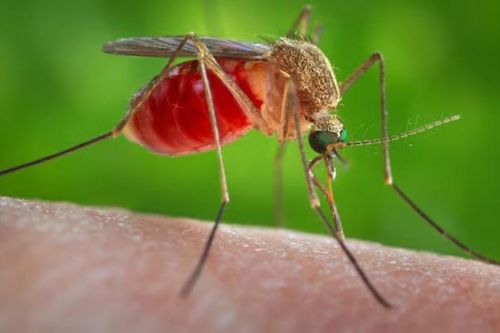 Cuba đối mặt với sự lây lan của virus 'sốt con lười'