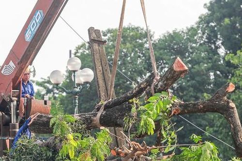 Vì sao gần 200 cây xanh ven đường Tam Trinh bị chặt hạ?