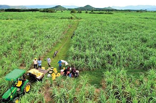Phân bón Phú Mỹ và những mùa vụ ngọt ngào