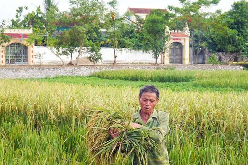 Năng suất lúa hè thu ở Nghệ An cao nhất từ trước đến nay