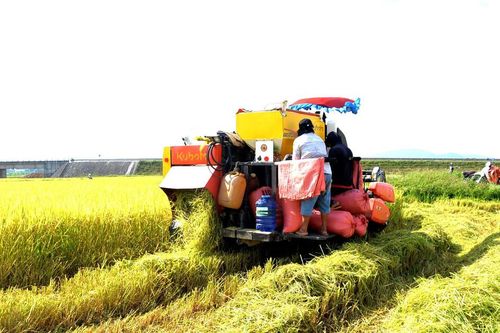 Nông dân Nghệ An hối hả thu hoạch lúa trên những cánh đồng vàng bội thu