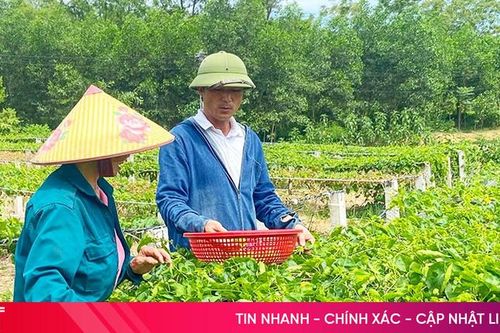 Trồng hoa thiên lý cho thu nhập khá trên đất đồi Hương Sơn