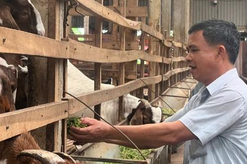 Nuôi con đặc sản ngoại quốc 'hiền như đất', anh nông dân nhẹ nhàng lãi 600 triệu/năm