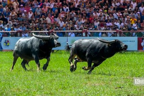 Lễ hội chọi trâu Đồ Sơn 2024: Có hay không việc 'bán bia kèm lạc' khi phát giấy mời?