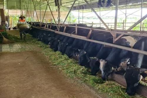 Bỏ việc lương cao 25 triệu/tháng, chàng kỹ sư trẻ về quê làm nông dân, nuôi con vật 'khổng lồ' nào ngờ đút túi gần 2 tỷ/năm