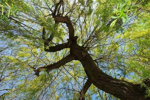 Phát hiện vỏ của loại cây quen thuộc ở Việt Nam có khả năng tiêu diệt tế bào ung thư