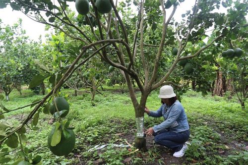 Công an huyện Chư Păh: Điều tra vụ chặt phá vườn cây ăn trái của người dân