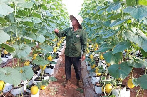 Hợp tác xã Nông nghiệp Việt Tiến: Liên kết sản xuất gắn với tiêu thụ sản phẩm