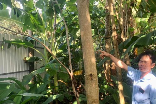 Người dân Chư Sê phản đối trang trại chăn nuôi heo gây ô nhiễm