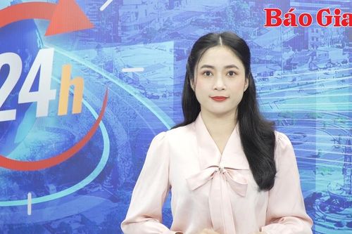 Gia Lai 24h: Hàng trăm cây trồng bị phá hoại ở Chư Păh
