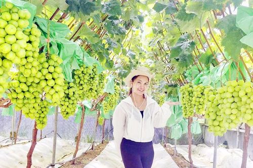 Du khách ấn tượng với vườn nho sữa sai trĩu quả ở Y Tý