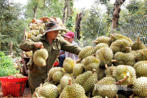 Sầu riêng Đắk Lắk vào vụ thu hoạch