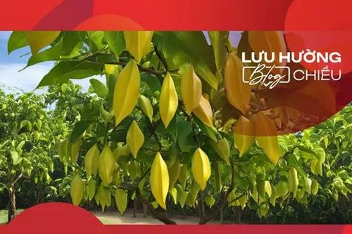 Cây khế sau hè