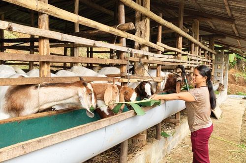 Nỗ lực nâng cao các tiêu chí nông thôn mới