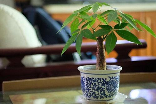 Vì sao cây kim ngân đẹp, hợp phong thủy nhưng ít người 'dám' trồng?