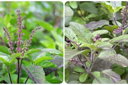 Tác dụng của cây hương nhu với sức khỏe