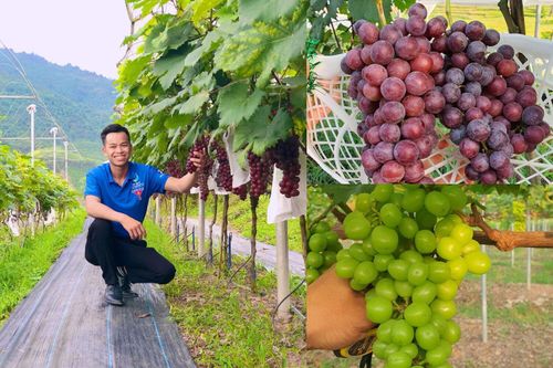 Liều lĩnh trồng 'nho quý tộc' trên quê nhà, 9X Việt đổi đời