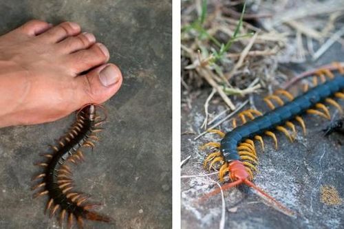 Nhiều người phải nhập viện do bị rết cắn
