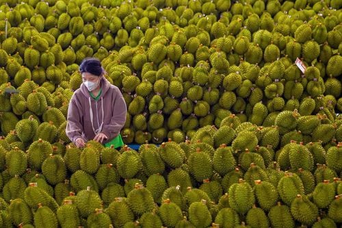 Phát triển hệ sinh thái sầu riêng bền vững cần có những biện pháp đồng bộ