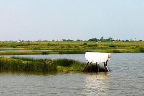 Xác định vật nuôi để bồi thường khi thu hồi đất