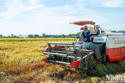 Lúa hè thu trúng mùa, nông dân Đà Nẵng phấn khởi