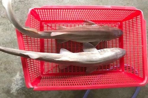 Đặc sản 'thủy quái' của Quảng Bình, chỉ dùng thiết đãi khách quý