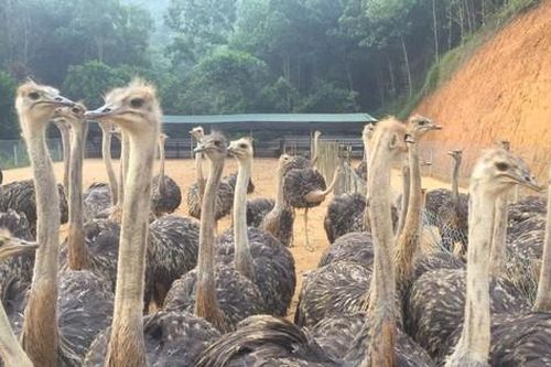 Thanh niên dân tộc Mường khởi nghiệp thoát nghèo nhờ nuôi đà điểu