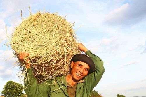 Mùa gặt, dịch vụ cuộn rơm trên đồng ở Nghệ An làm không hết việc