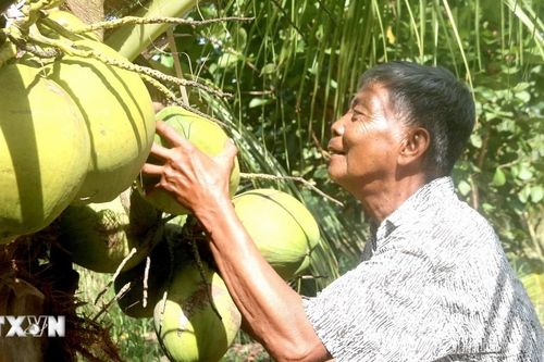 Tạo điều kiện cho dừa sáp 'trăm tuổi' tại Trà Vinh được xuất ngoại