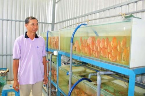Nuôi con 'hiền như đất' mê bơi lội, ông nông dân đều như 'vắt chanh' thu 3 tỷ đồng/năm