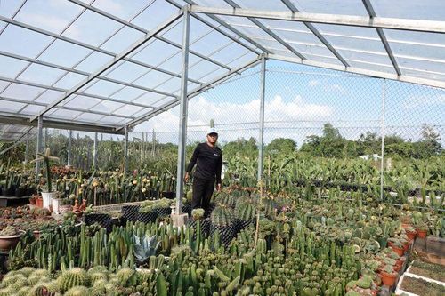 Người đàn ông Cần Thơ thu lãi 500 triệu/năm nhờ trồng cây không lá