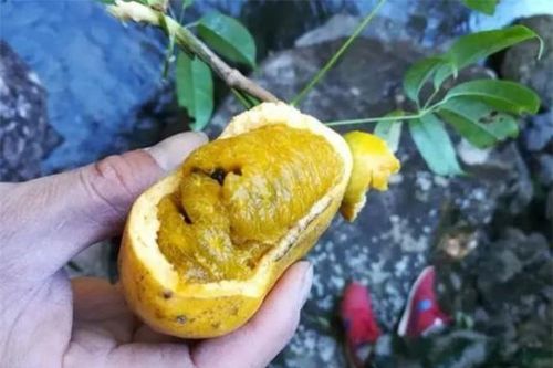 Đây không phải quả cóc, là loại quả rừng có vị ngọt như chuối, giá gần 100.000đ/kg