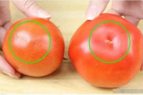 Cà chua có được cung cấp hormone không? Chỉ cần nhìn vào đây là bạn sẽ biết