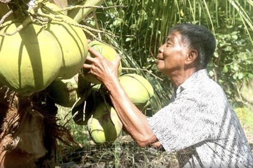 Tạo điều kiện cho quả dừa sáp Trà Vinh 'xuất ngoại'