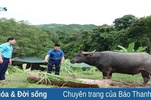 Thanh niên Mường Lát quyết tâm lập thân, lập nghiệp