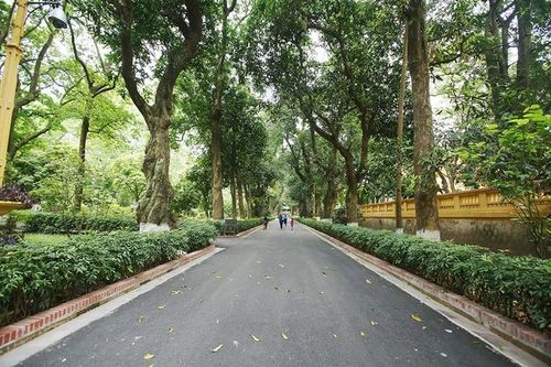 'Đường xoài hoa trắng nắng đu đưa'