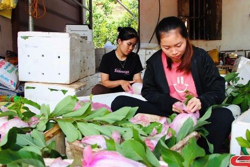 'Trái ngọt' ở Ta Niết