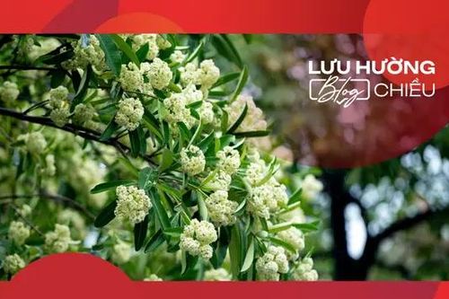 Hoa của mùa thu