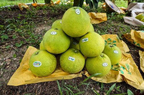 'Đệ nhất danh quả' giúp nông dân huyện miền núi Hà Tĩnh bỏ túi hơn 600 tỷ đồng
