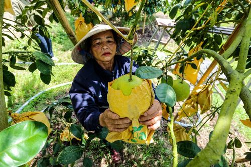Thủ phủ bưởi Phúc Trạch vào vụ, nông dân phấn khởi đếm quả thu tiền