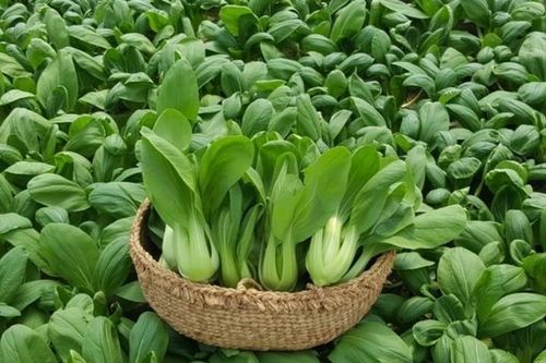 10 loại rau trồng tháng 9 vừa nhàn vừa 'lớn nhanh như thổi'