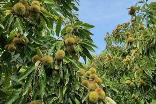 Trồng cây ra thứ quả đầy gai, người dân thu hoạch bao nhiêu cũng bán hết