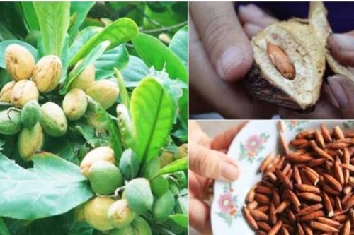 Đây là 1 hòn đảo bí ẩn tại Việt Nam, từng đại diện Châu Á lọt top thế giới, là thiên đường của các tín đồ ẩm thực