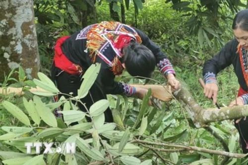 Thiết lập hợp đồng dài hạn giữa người sản xuất và chế biến, tiêu thụ nông sản